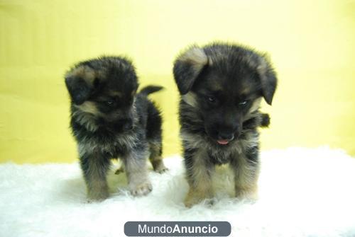 PASTOR ALEMAN CACHORROS EN VENTA