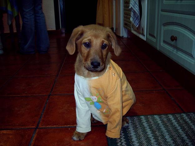 REGALO CACHORRO 6 MESES
