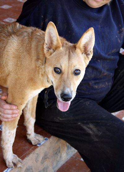 SASHA, PERRITA ENCANTADORA EN ADOPCION