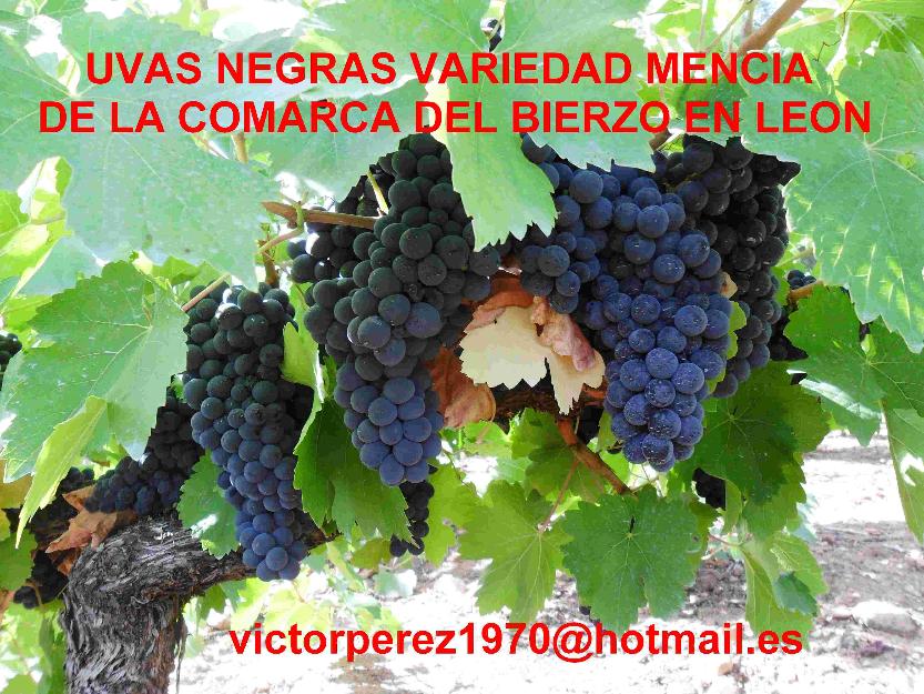 uva mencia del bierzo para particulares