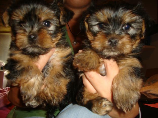 Yorkshire terrier toy