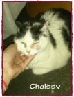 CHELSSY, gata cuya dueña murió,pero aún hay esperanzas para ella - mejor precio | unprecio.es