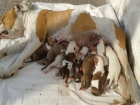 American Straffordshire Terrier - mejor precio | unprecio.es