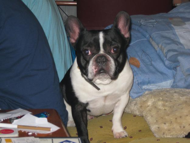 busco hembra de bulldog frances para montas