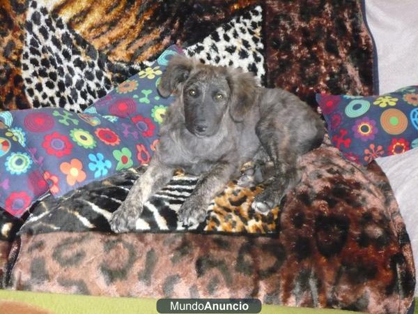 Cachorro cruce pastor aleman en adopcion