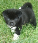 cachorros akita americano en venta - mejor precio | unprecio.es