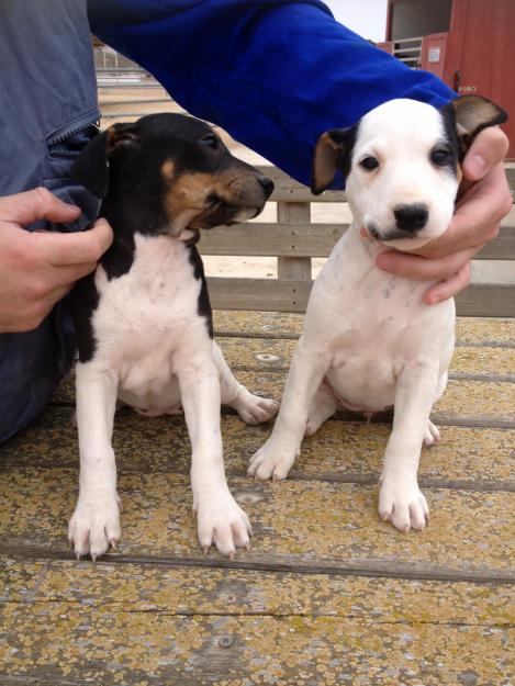 Cachorros bodegueros