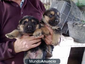 Cachorros de pastor aleman