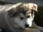 Excelente camada Alaskan malamute - mejor precio | unprecio.es