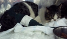 Micifuz, gatito atropellado, necesitamos ayuda y adoptante - mejor precio | unprecio.es