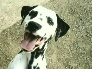 OFREZCO MACHO DALMATA CON PEDIGREE PARA MONTAS GRATIS