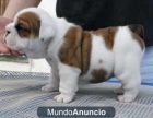 Regalo pura raza bulldog ingles cachorros para adopcion ahora - mejor precio | unprecio.es