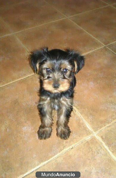 se venden yorksais