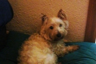 VENDO PERRITA MUY JUGUETONA Y CARIÑOS TIENE SOLAMENTE 2 AÑOS!!EN SABADELL.. - mejor precio | unprecio.es