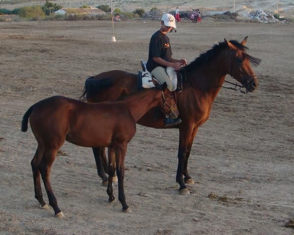 VENDO YEGUA HISPANO ARABE DE 6 AÑOS SU POTRA DE AÑO Y MEDIO Y UN MARATON