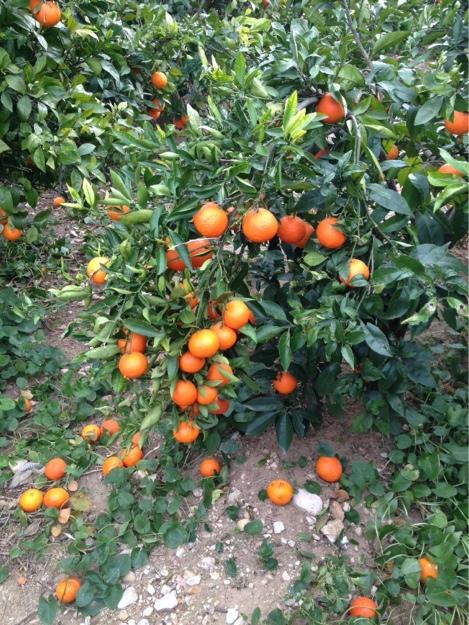 Naranjas valencianas directas del árbol
