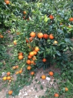 Naranjas valencianas directas del árbol - mejor precio | unprecio.es