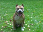 american staffordshire terrier - mejor precio | unprecio.es
