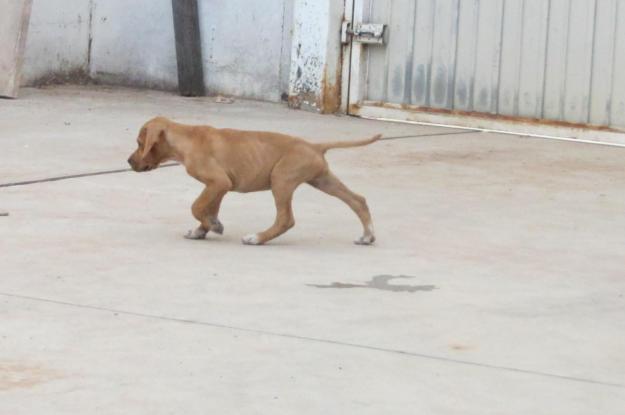 CACHORROS POINTER