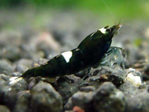 Crystal Red - Red Cherry - Tiger Shrimp - Sulawesi - CPO