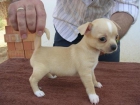 Lindo y adorable cachorros de Chihuahua - mejor precio | unprecio.es