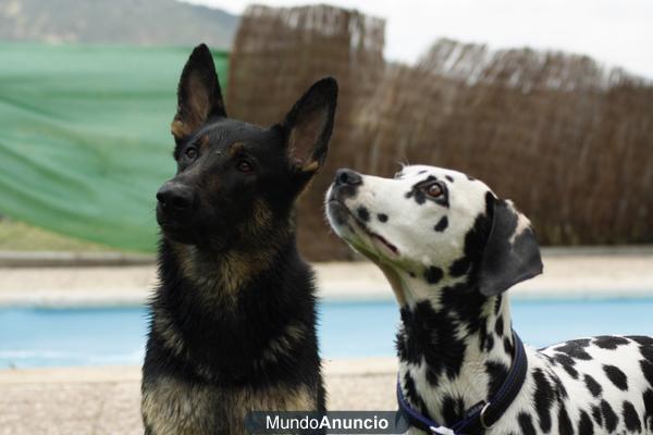 PASEADORA PERROS