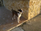 Ratona, galga de 4 meses en adopcion murcia - mejor precio | unprecio.es