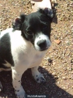 Regalo perro - mejor precio | unprecio.es