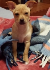 Vendo cachorro chihuahua macho - mejor precio | unprecio.es