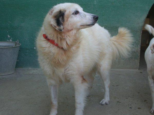 adopcion conde