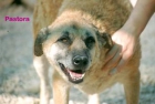 Adopta a Pastora - mejor precio | unprecio.es