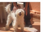 Adopta a Sugar - mejor precio | unprecio.es