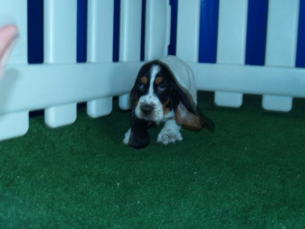 Basset Hound, camada excelente