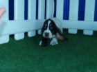 Basset Hound, camada excelente - mejor precio | unprecio.es