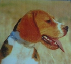 cachorros de beagle - mejor precio | unprecio.es