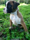 CAMADA BOXER LISTOS PARA ENTREGAR - mejor precio | unprecio.es