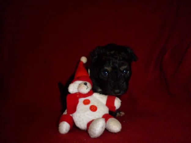 Caniche Enano Arlequin
