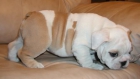 Dos 12 semanas de edad Bulldog Inglés - mejor precio | unprecio.es