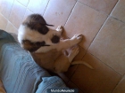 HERMOSO CACHORRO SAN BERNARDO - mejor precio | unprecio.es