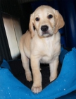 Labrador, cachorros magnificos - mejor precio | unprecio.es