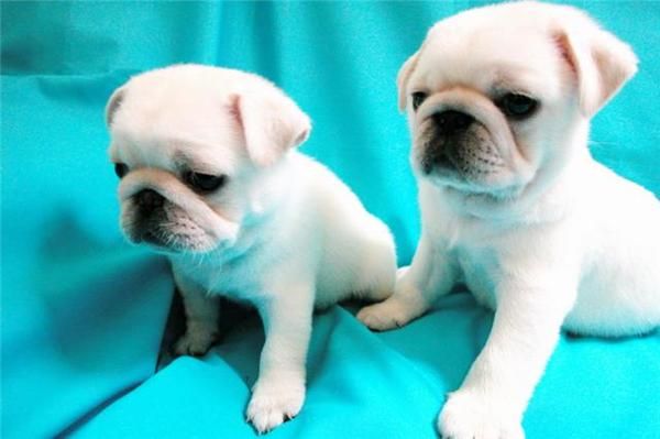 pug cachorros