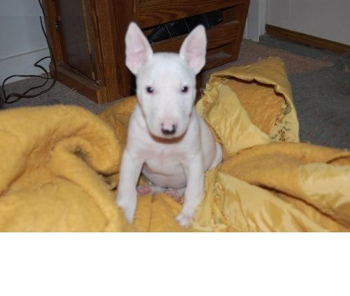 será una familia muy afortunado si usted acepte este bull terrier como un miembro de la familia