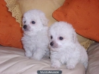 Vendo cachorritos de Bichon Frise, económicos - mejor precio | unprecio.es