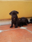 vendo cachorritos de pitbull - mejor precio | unprecio.es