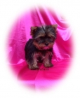 yorkshire terrier - mejor precio | unprecio.es