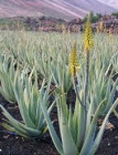 Aloe vera 4 años. Envio gratuito toda España - mejor precio | unprecio.es