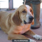 Basset Hound - mejor precio | unprecio.es