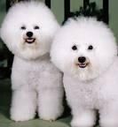 BICHON FRISE SIERRA DE GATA 651687273