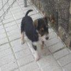 CACHORRITO SALVADO DE UNA ACEQUIA (JAEN)‏ - mejor precio | unprecio.es