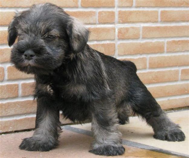 cachorros schnauzer miniatura, 450 euros